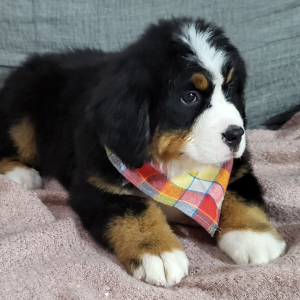 Bernese Mountain Dog Puppy Axel