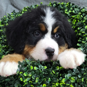 Bernese Mountain Dog Puppy Axel