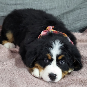 Bernese Mountain Dog Puppy Axel