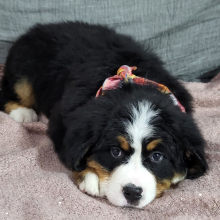 Bernese Mountain Dog Puppy Axel