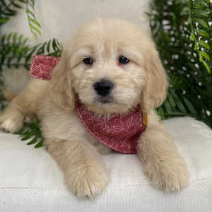 Goldendoodle Puppy Tesla