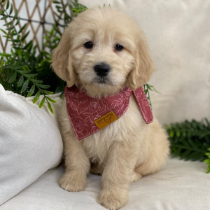 Goldendoodle Puppy Tesla