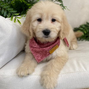 Goldendoodle Puppy Tesla