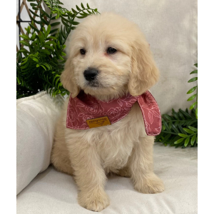 Goldendoodle Puppy Tesla