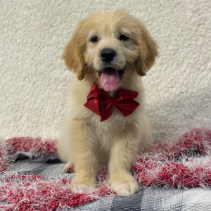 Goldendoodle Puppy Tony