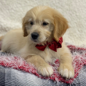 Goldendoodle Puppy Tony