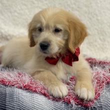 Goldendoodle Puppy Tony