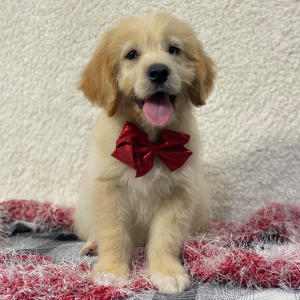 Goldendoodle Puppy Tony
