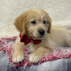 Goldendoodle Puppy Tony