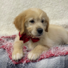 Goldendoodle Puppy Tony