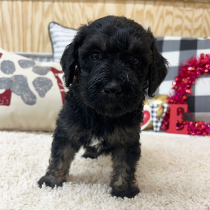 Goldendoodle Puppy Walter