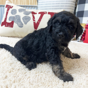Goldendoodle Puppy Walter