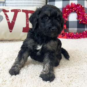 Goldendoodle Puppy Walter