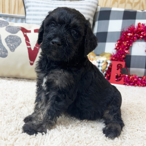 Goldendoodle Puppy Walter