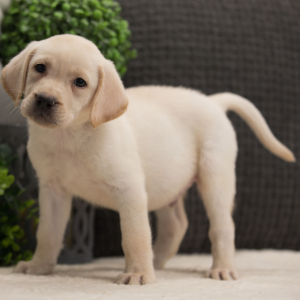 Labrador Retriever Puppy Clint