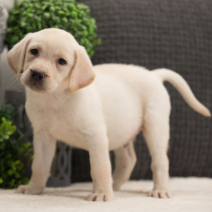 Labrador Retriever Puppy Clint