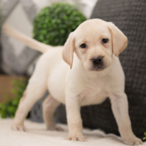 Labrador Retriever Puppy Clint