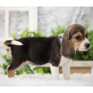 Beagle Puppy Lisa
