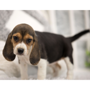 Beagle Puppy Lisa