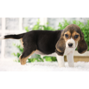Beagle Puppy Lisa
