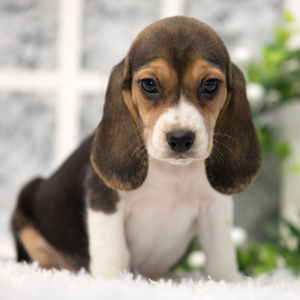 Beagle Puppy Lisa