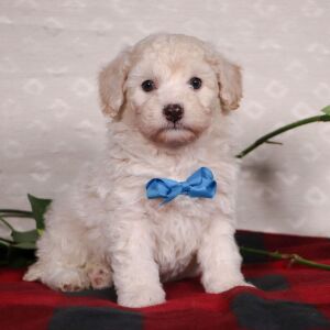 Bichonpoo Puppy Shawn