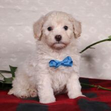 Bichonpoo Puppy Shawn