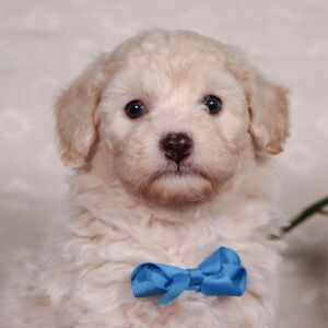 Bichonpoo Puppy Shawn