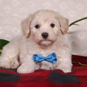 Bichonpoo Puppy Shawn