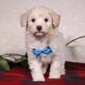 Bichonpoo Puppy Shawn