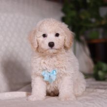 Bichonpoo Puppy Shawn