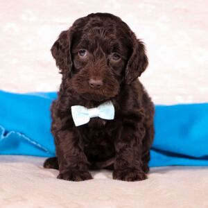 Cockapoo Puppy Victor