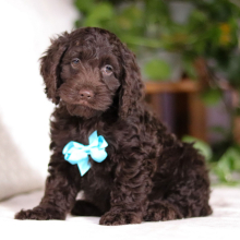 Cockapoo Puppy Victor
