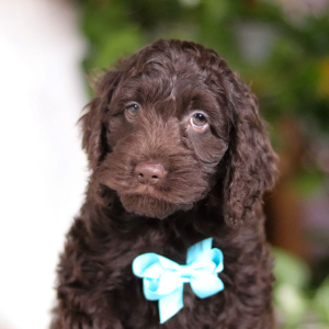 Cockapoo Puppy Victor