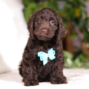 Cockapoo Puppy Victor