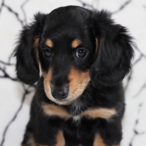 Dachshund Puppy Nemo