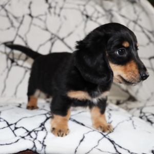 Dachshund Puppy Nemo