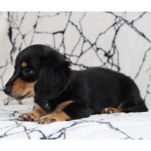Dachshund Puppy Nemo