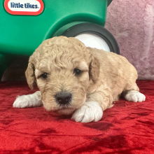 Goldendoodle Puppy Gaby