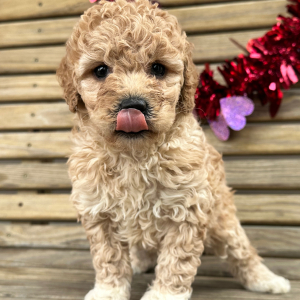 Goldendoodle Puppy Gaby