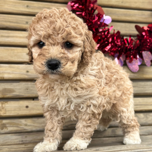 Goldendoodle Puppy Gaby