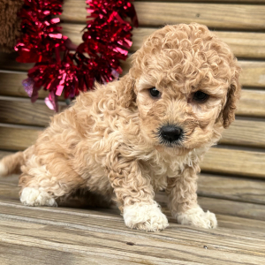 Goldendoodle Puppy Gaby