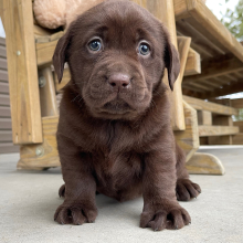 Labrador Retriever Puppy Ivory