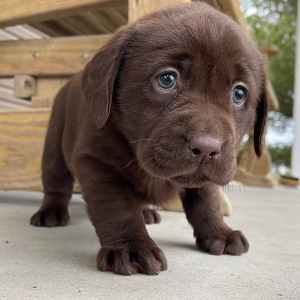Labrador Retriever Puppy Ivory