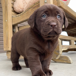 Labrador Retriever Puppy Ivory