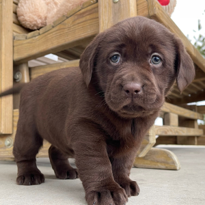 Labrador Retriever Puppy Ivory