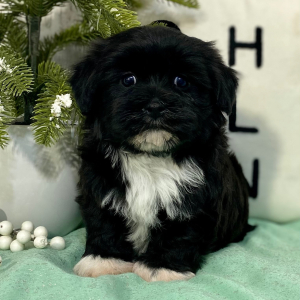 Havanese Puppy Magic