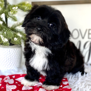 Havanese Puppy Magic