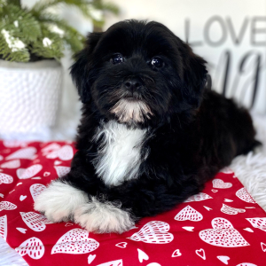Havanese Puppy Magic