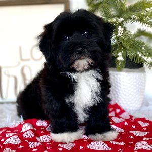 Havanese Puppy Magic